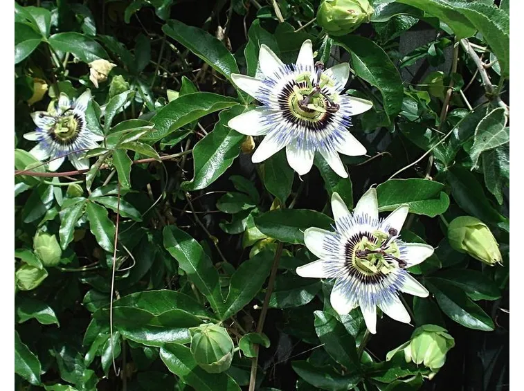 Fiori di Passiflora rampicante