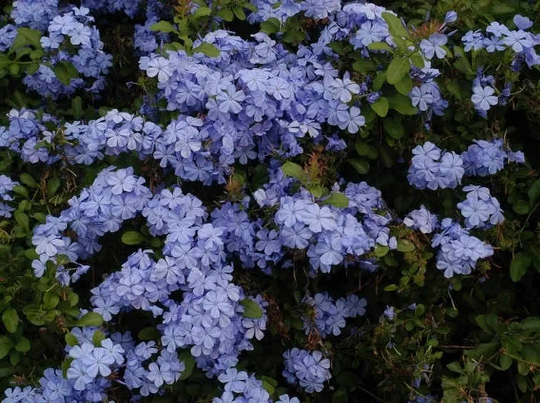 Una pianta di plumbago