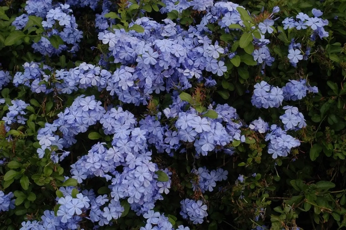 Una pianta di plumbago