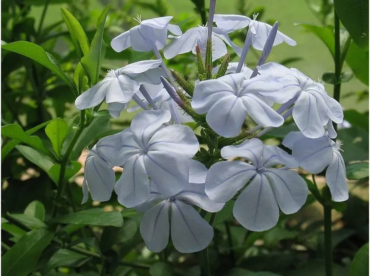Piombaggine (Plumbago auriculata)