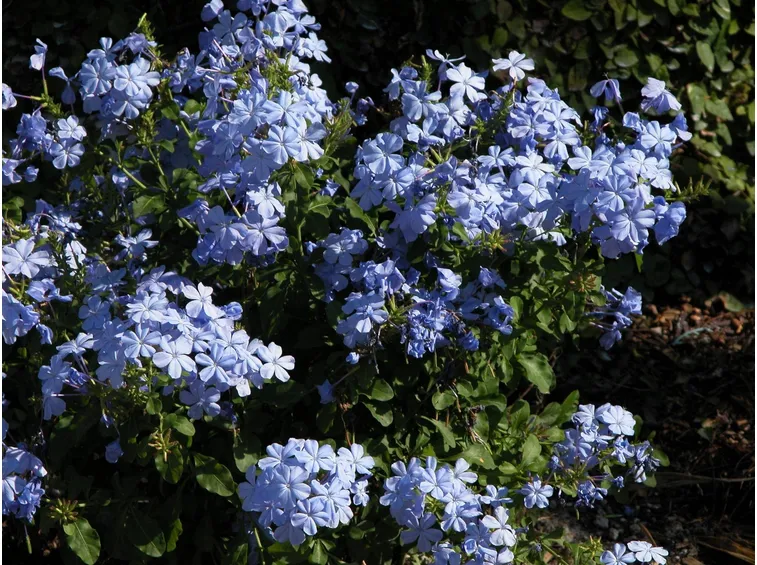 Piombaggine (Plumbago auriculata)