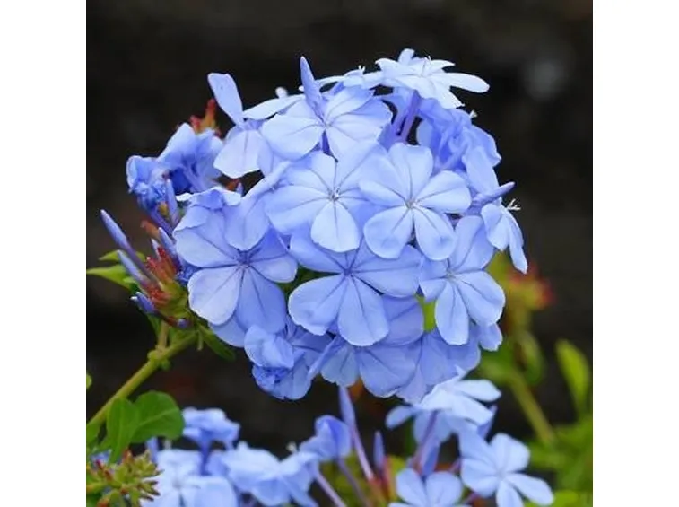 Piombaggine (Plumbago auriculata)