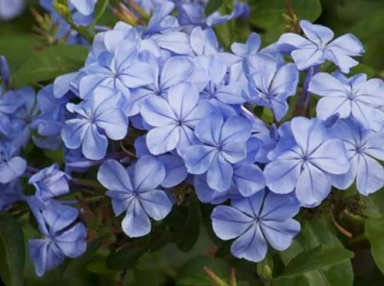 Fiori plumbago