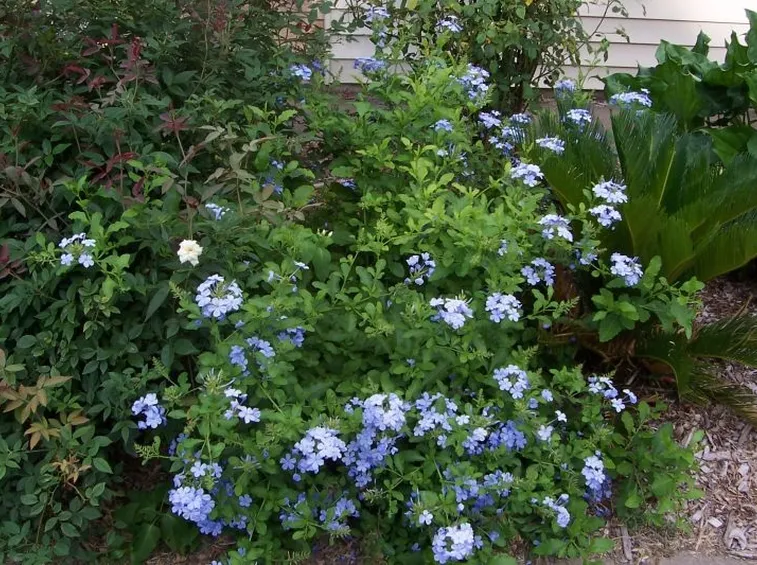 Giardino gelsomino azzurro
