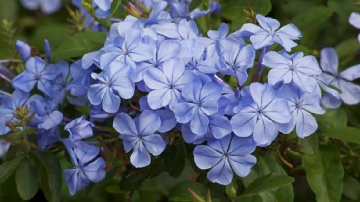 Fiori plumbago