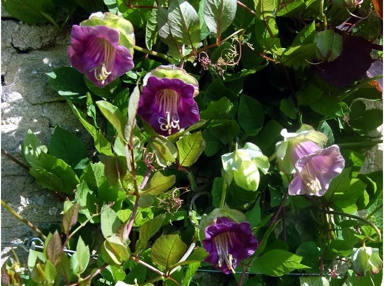 Fiori e foglie della pianta di Cobaea