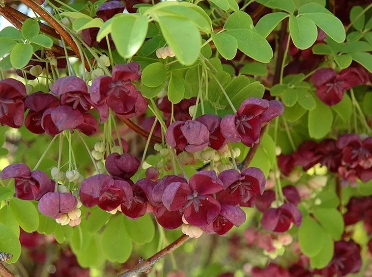 Fiori della pianta di Akebia quinata