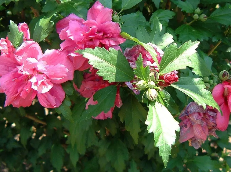 Rampicanti di Hibiscus syriacus