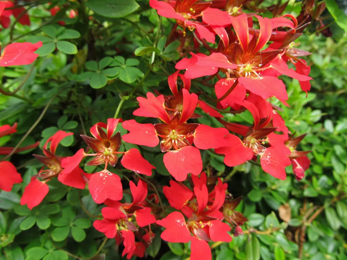 Fiori della pianta rampicante di Tropaeolum speciosum