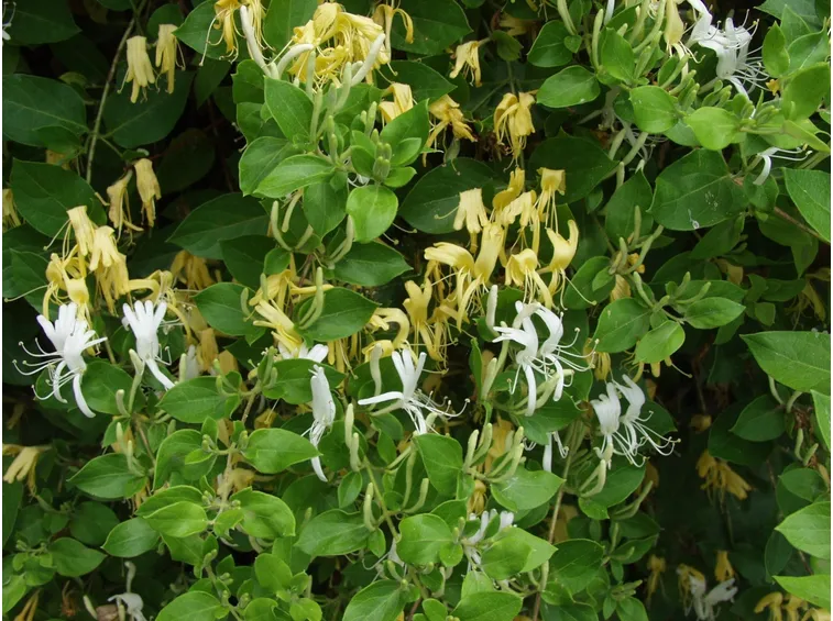 Fiori e foglie di Lonicera japonica