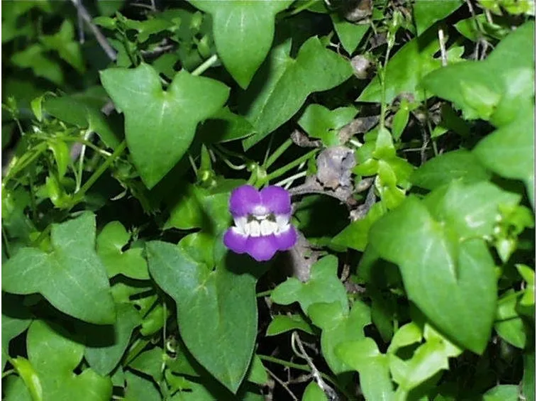 Fiore e foglie di Maurandia antirhiniflora
