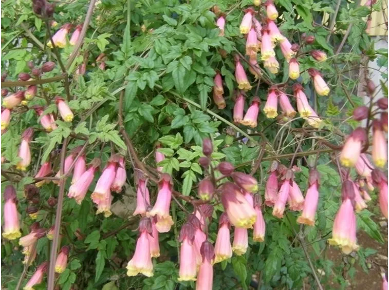 Foglie e fiori di Eccremocarpus