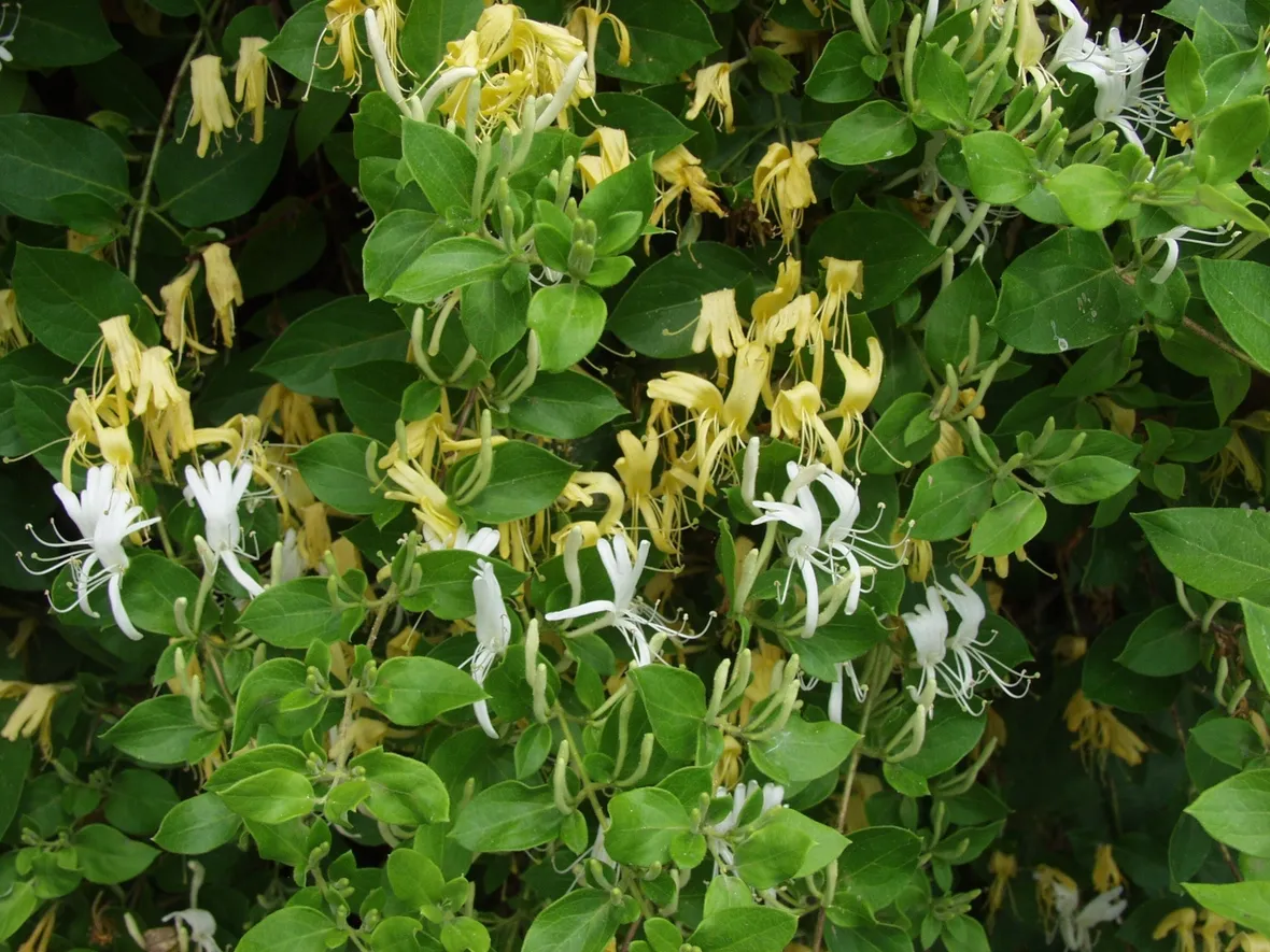 Fiori e foglie di Lonicera japonica