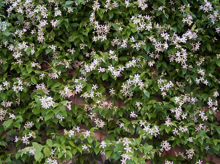 Falso gelsomino fiore