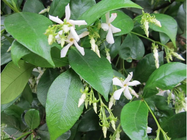 Pianta rincospermo