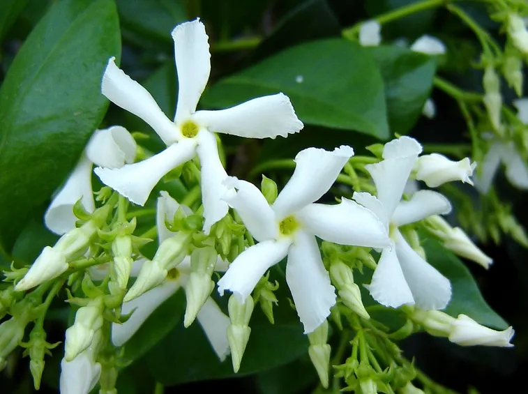 Rincospermum fiore