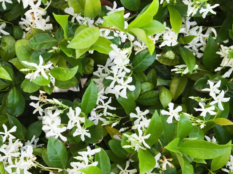 Fiore gelsomino
