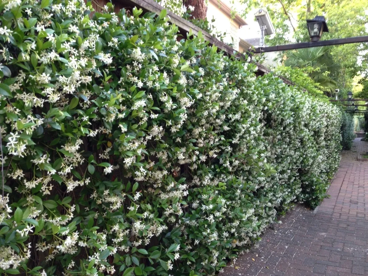 Rincospermum