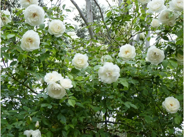 Rose iceberg rampicanti