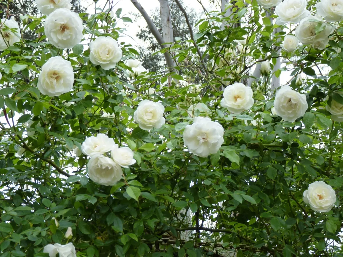 Rose iceberg rampicanti