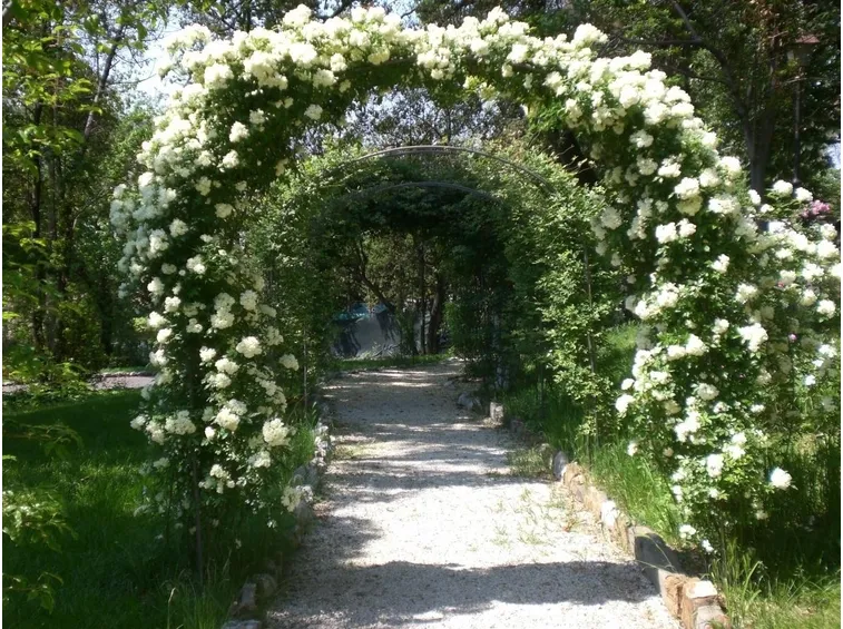 Rose rampicanti rifiorenti bianche che adornano un vialetto
