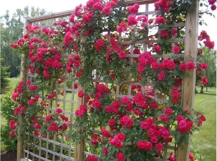 Rose rosse rampicanti rifiorenti