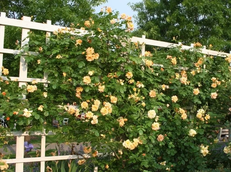 Rose rampicanti rifiorenti gialle di tipo climber