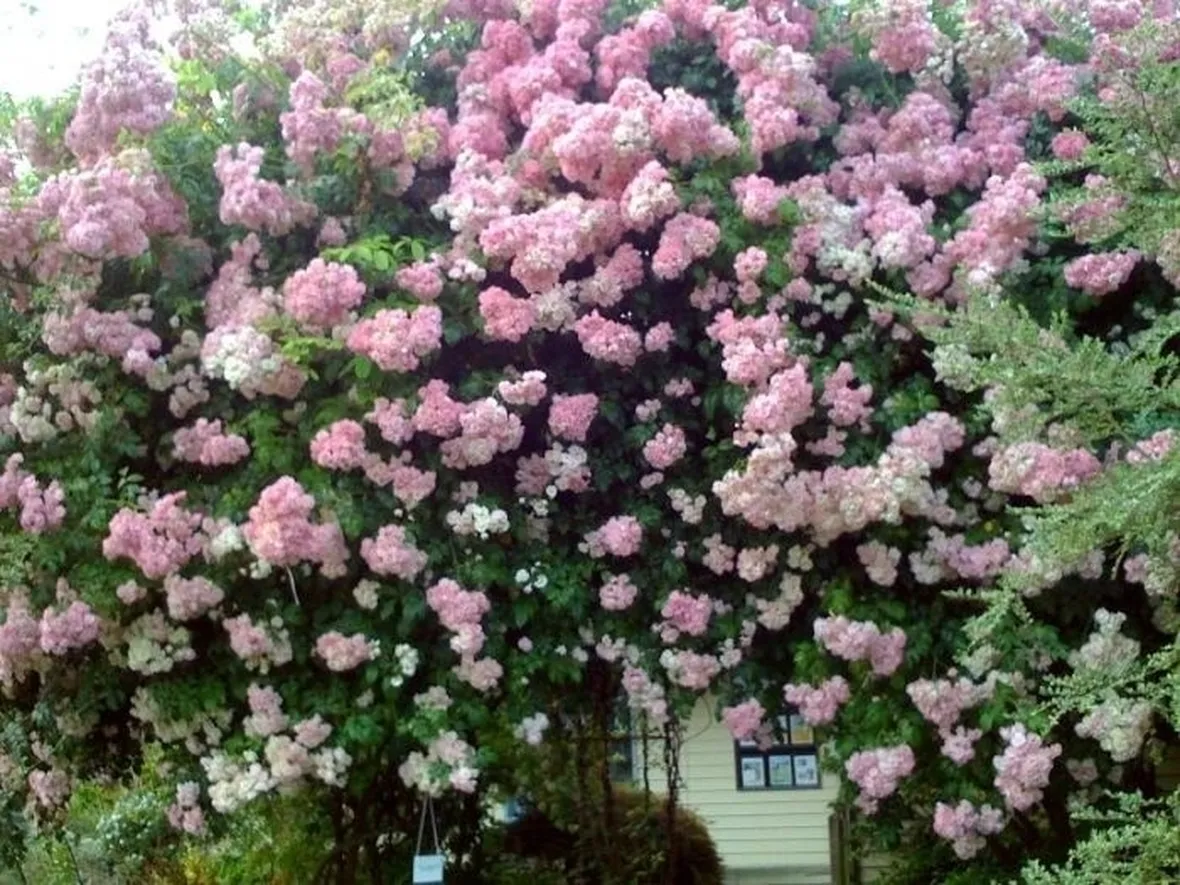 Una pianta di rosa rampicante rifiorente