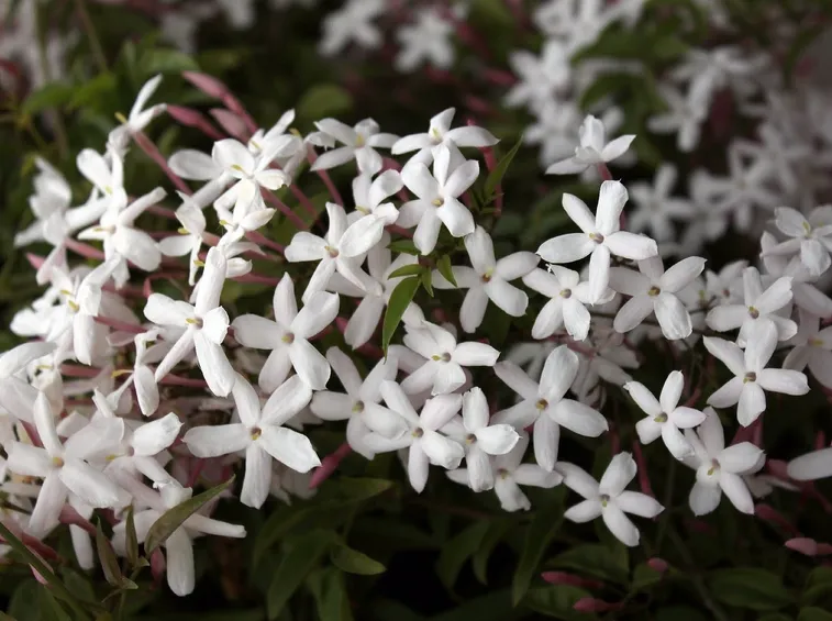 I fiori del gelsomino riuniti in grappoli