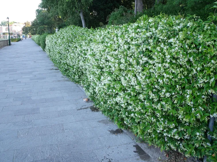 Una fitta siepe di gelsomino fiorita