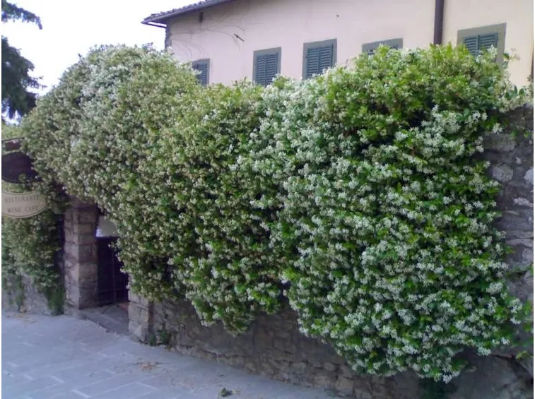 Crescita disordinata di una siepe di gelsomino