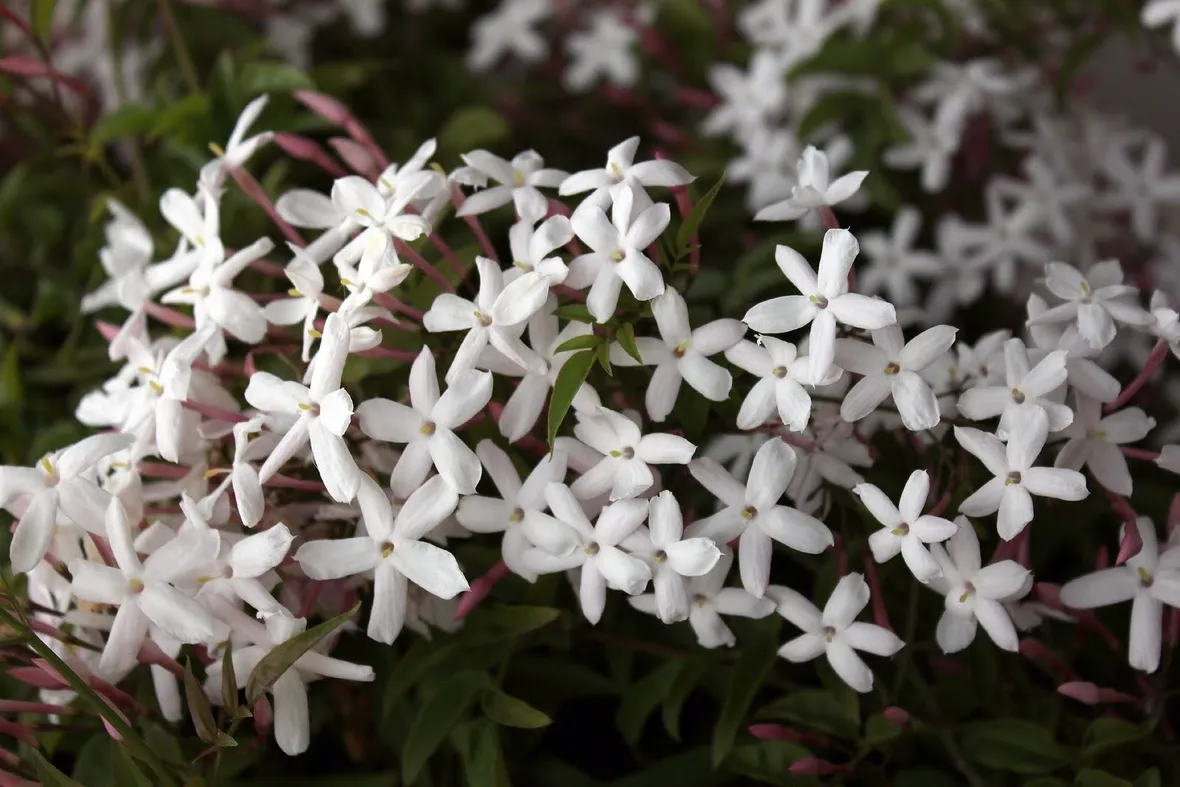 I fiori del gelsomino riuniti in grappoli