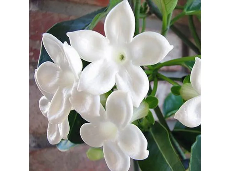 Fiori stephanotis