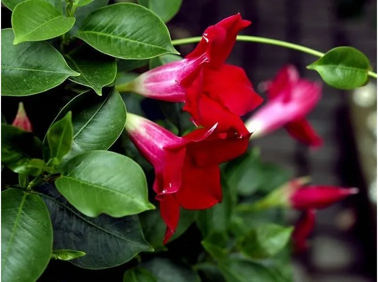 I fiori della pianta sundaville