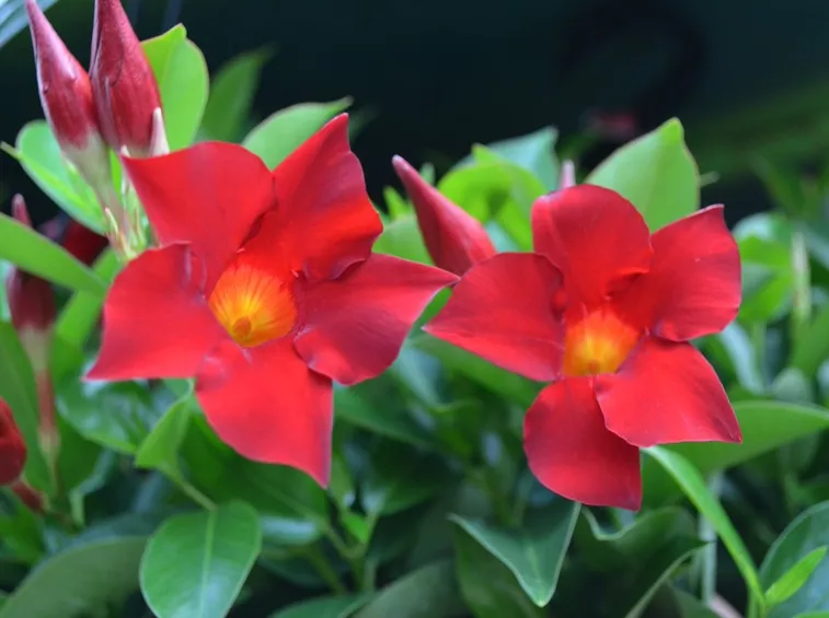 Fiori sundaville
