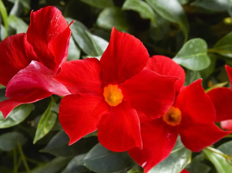 Fiori mandevilla sundaville