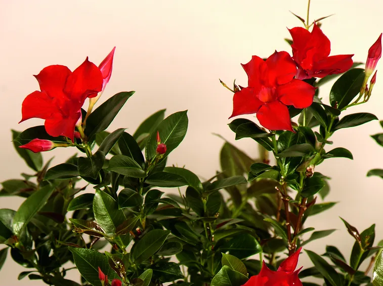 Pianta mandevilla