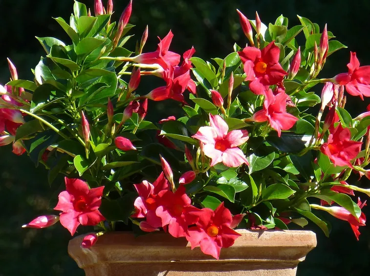 Sundaville vaso