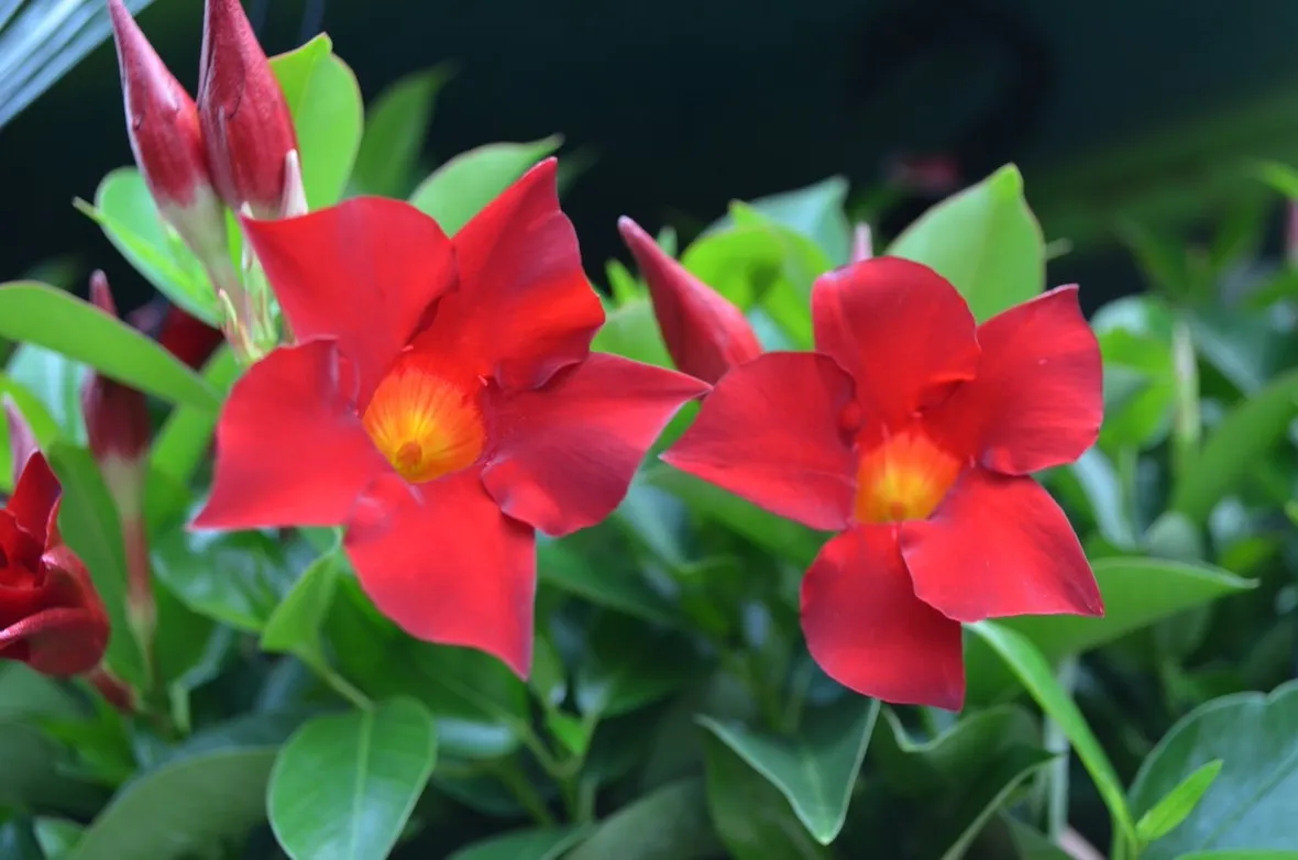 Fiori sundaville