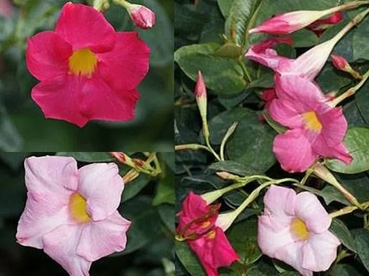 Sundevilla