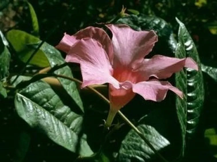 Sundevilla