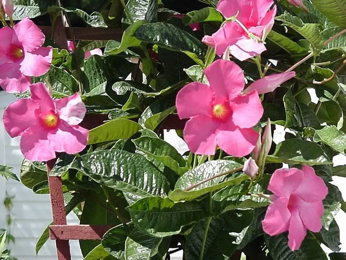 Sundevilla