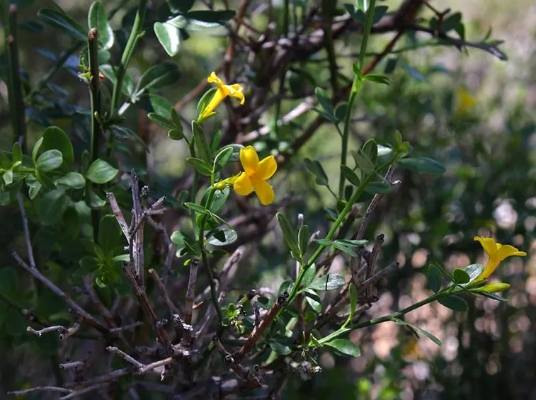 Fiori del jasminum fruticans