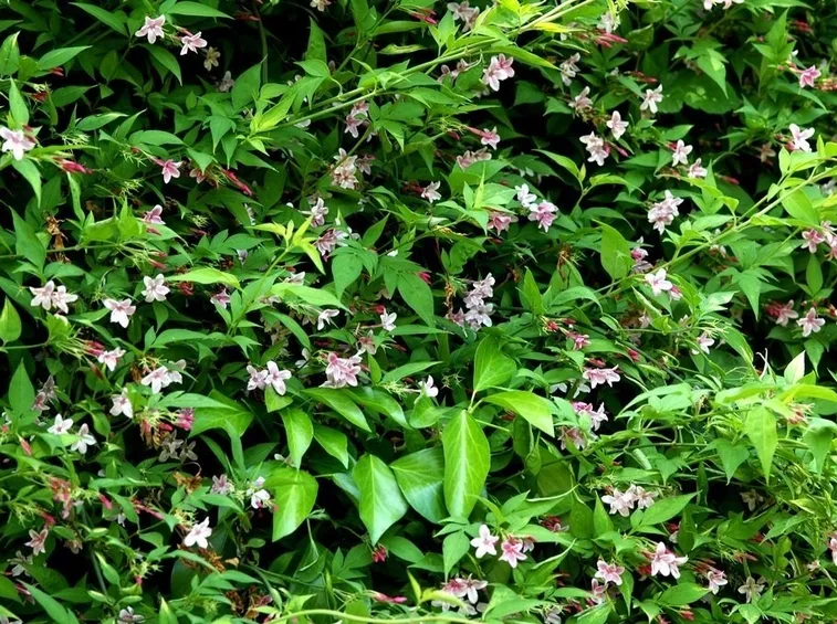 Gelsomino dai fiori rosa