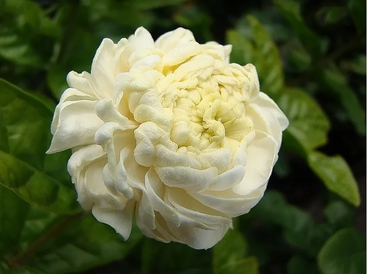 Fiori del gelsomino sambac