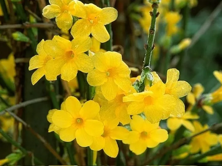 Fiori del gelsomino d'inverno