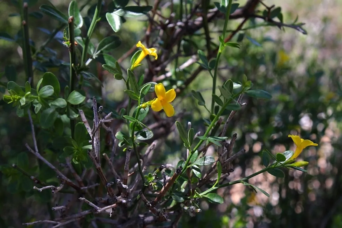 Fiori del jasminum fruticans
