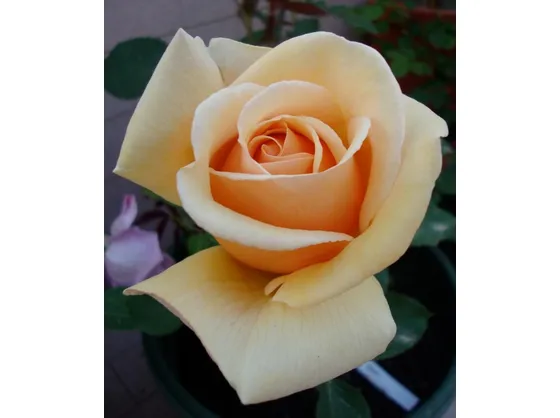 Foto di una rosa.