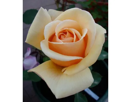 Foto di una rosa.