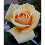 Foto di una rosa.